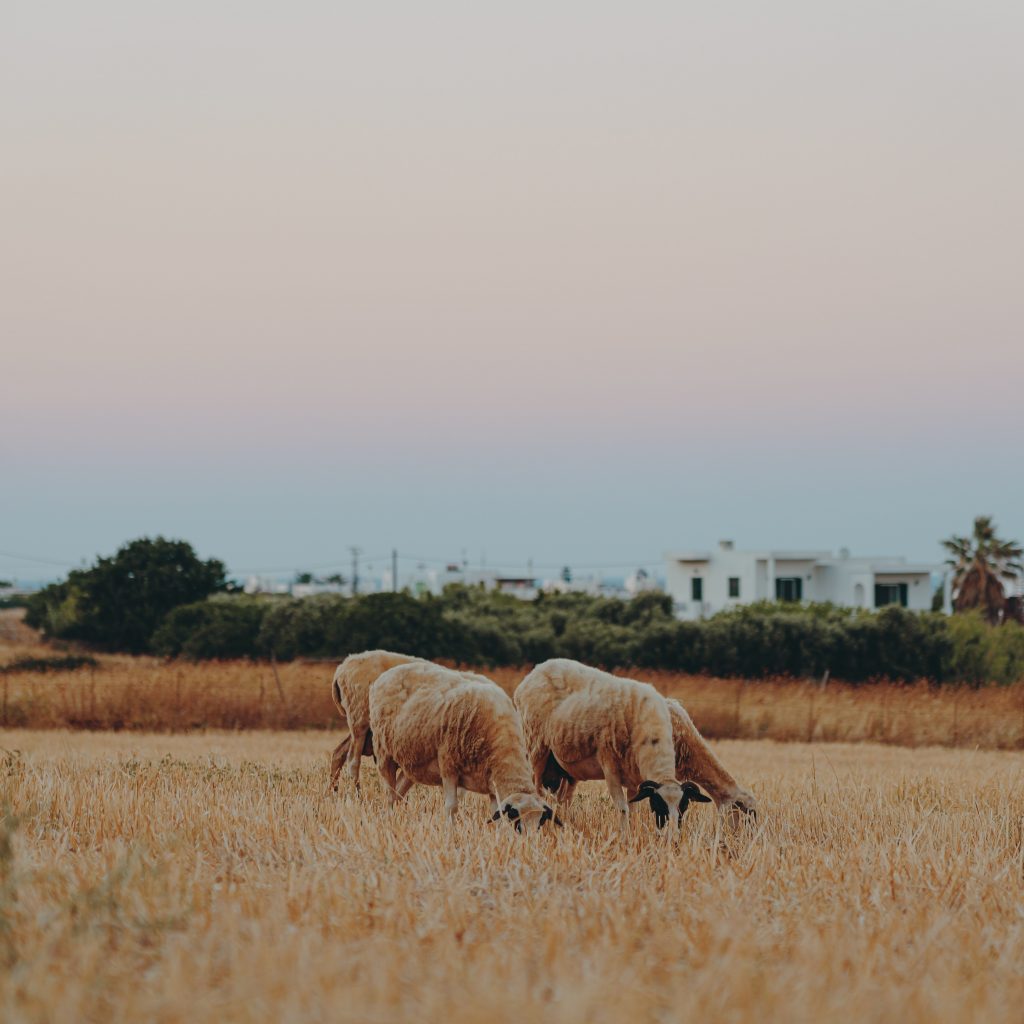 Evia on aito kreikkalainen kokemus.